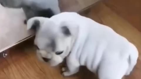 Bulldog Playing with a Mirror