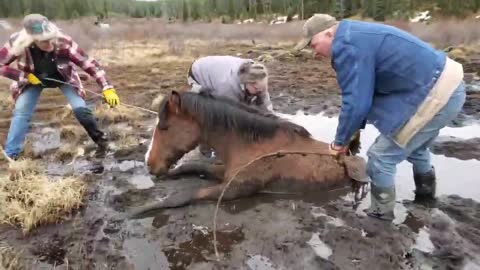 Emotional Scene Of Wild Horse Receiving Last Moment Help