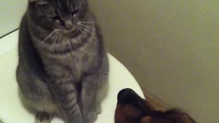 Grey cat licks brown dog ear slaps face