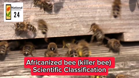 Africanized bee (killer bee) Scientific Classification | National Geographic 24