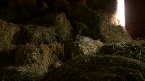 Cute rabbit resting on hay at breeding farm