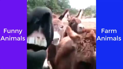 Funny farm animals