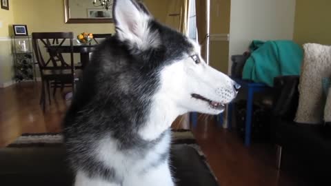 THIS SIBERIAN HUSKY DOG CAN ACTUALLY TALK!!