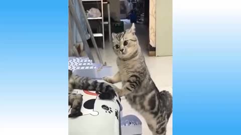 Funny Cat Videos - TRY NOT TO LAUGH