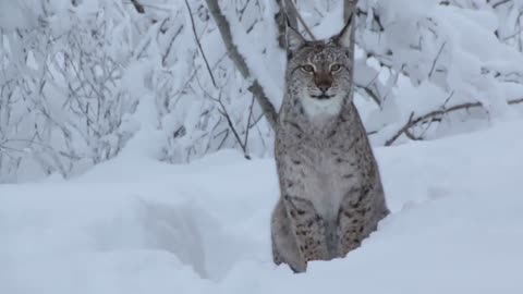 It turns out that the lynx's cry is like this, it's really unexpected