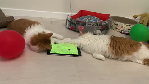 Ginger cats playing the game on tablet.