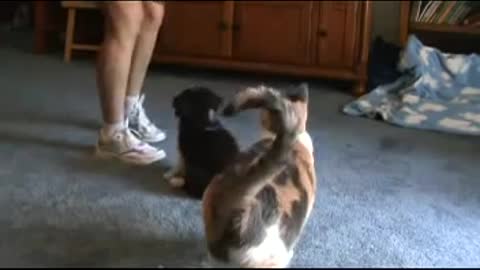 Puppy clicker training