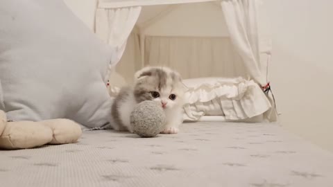 Cute kitten playing with toy