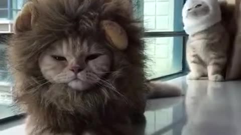 小猫咪扮大狮子！The little cat is dressed as a lion. 猫はライオンに扮する