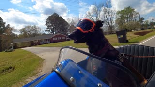 Motorcycle Sidecar Dog Country Ride