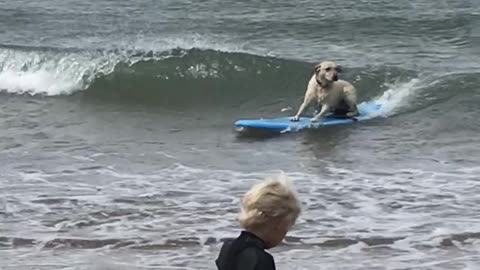 Prodigy Lab Rides Surfboard for the First Time