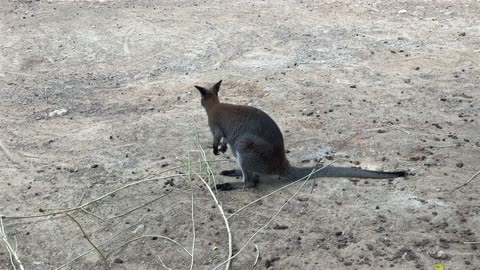 KANGAROO IN STUNNINGK