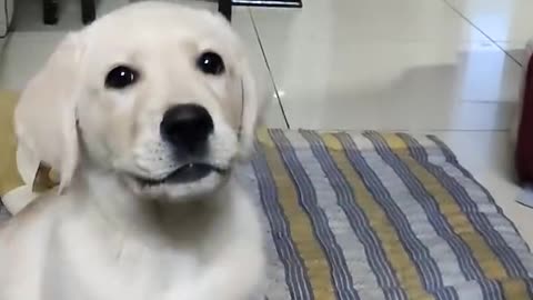 Dog learning very fast