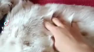 Squishy dog is squishy