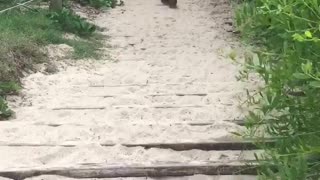 Dachshund losing control of his behind