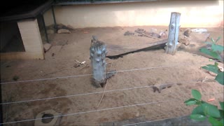 Meerkats Peer over Fence and Burrow as Blackbird Calls