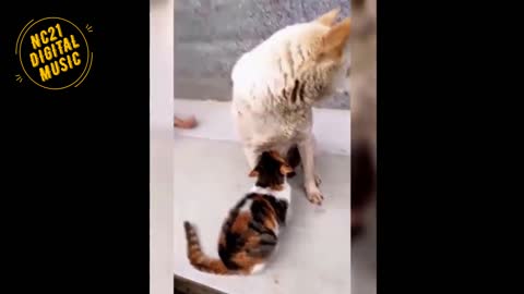 Funny Dog Videos, Cat sucking on a bitch, Animals