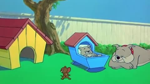 Tom and Jerry | Tom and Jerry cartoon