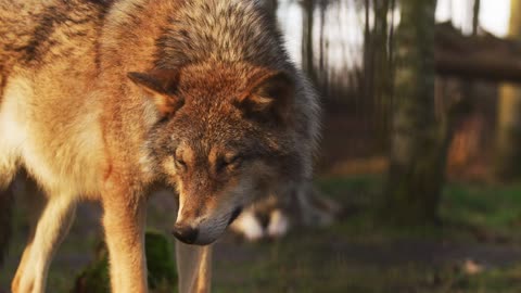 Close-Up View Of A Wolf