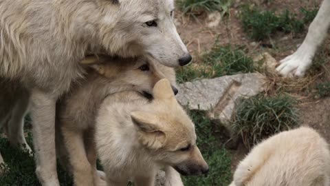 Wolf parents with their cubs together 😍❤️🤗🐶