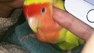 Colorful parrot loves to cuddle with owner