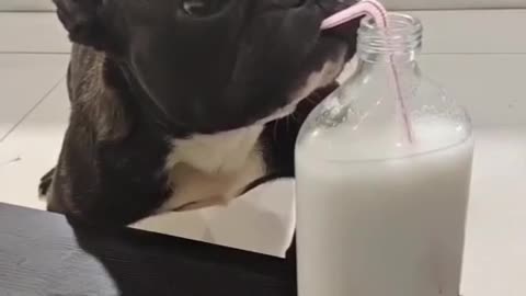 Doggo drinking from straw