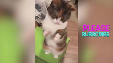 Cute cats doing funny things #3