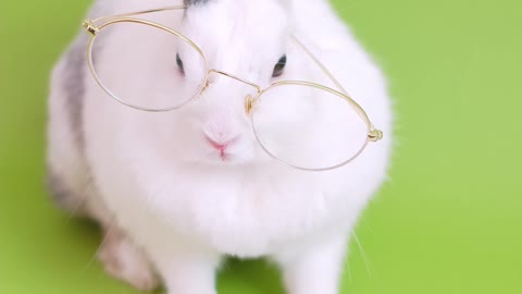 Video Cute rabbit with glasses