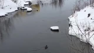 Ducks in winter