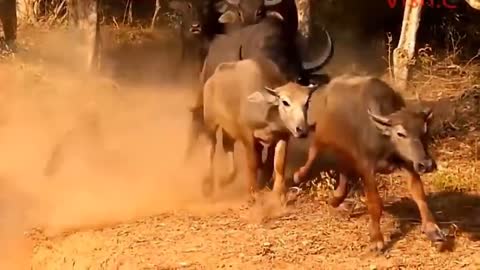 Strongest Animals In Africa ► Buffalo Vs Lion Leopard Receives Fi