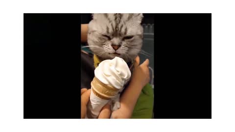 Cutest Pets ♥ Cute Baby Animals & Funny Pets Video Compilation - I'm Hungry