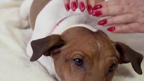 A spoiled dog enjoys being massaged