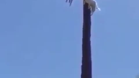 How a goat climb on the tall tree