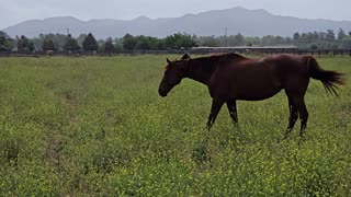 Horses Grazing