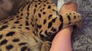 Adorable Bengal cat uses owner's foot as a toy