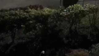 Guy tries jumping over bushes but falls down