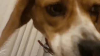 Beagle goes nuts over a finger covered in lotion