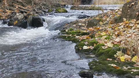 Manifestation Meditation - Small Stream with Birds