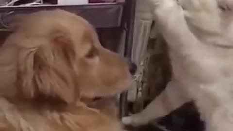 Funniest Dogs And Cats -- - Best Of The 2022 Funny Animal Videos 2021