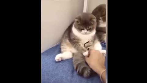 cute cats💓 so OMG best funny cat videos 2020