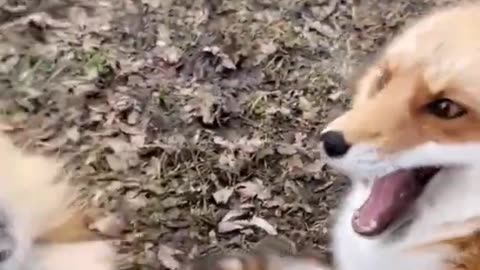 Funny animals#shorts fox laugh