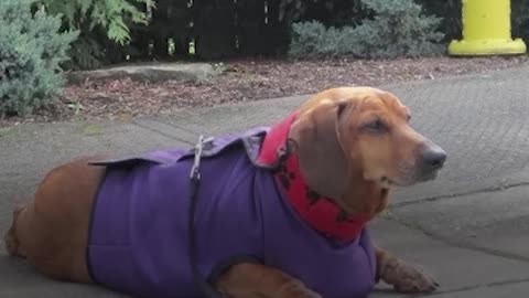 Obese Dachshund Loses 50 Pounds - OBIE | The Dodo