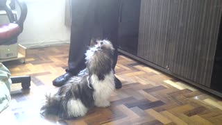 Puppy Just love to Sing