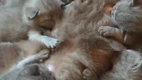 Suckling kittens