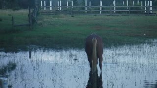 Horse After Hurricane Ian Flood