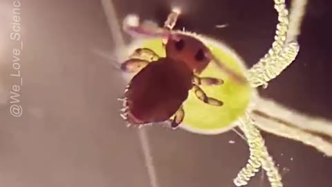 Springtail, Tropical Pink (Collembola sp.)