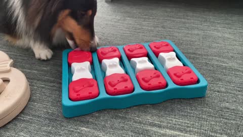 Toys your dog MUST have