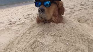 Beach Doggo Chills in the Sand