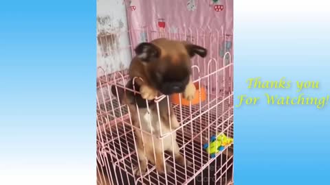 Beautiful Pets And Funny Animals Compilation Pets Garden