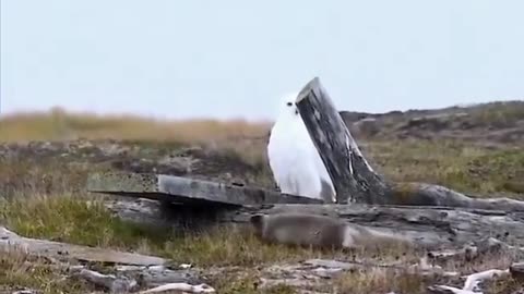 Playful arctic fox and confused snowy owl